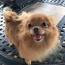 Pomeranians from J Lee Berget's Pomeranians