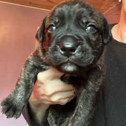 Orange collar Crown - Chestnut brindle male Cane Corso puppy in Scott County, Tennessee from Nuovo Inizi Kennels