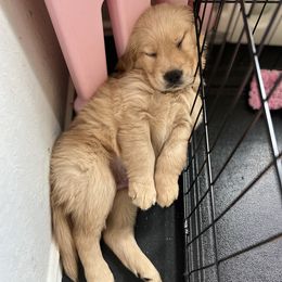 Golden Retrievers from Thank You For Your Golden Services