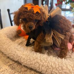 TEACUP - Red  female Poodle puppy in Bakersfield, California from Mary Gorgeous Poodles