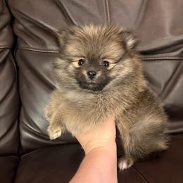 Hazel - Cream sable female Pomeranian puppy in Texas from Tiny Tornado Poms