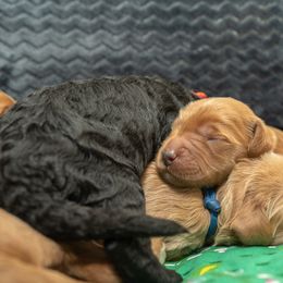 Assorted Doodle Crosses and Goldendoodle Puppies from Meekie Doodle Farm