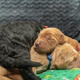 Assorted Doodle Crosses and Goldendoodle Puppies from Meekie Doodle Farm