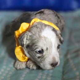 Merle male - Red male Corgipoo puppy in Junction, Utah from Sugar Doodles
