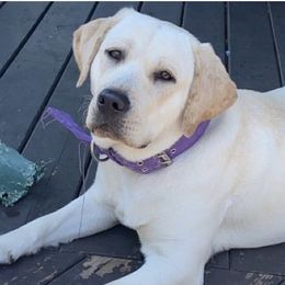 Labrador Retrievers from Riegel Labradors