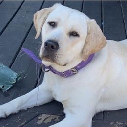 Labrador Retrievers from Riegel Labradors