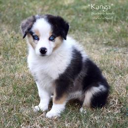 Kanga - Blue merle female Miniature Australian Shepherd puppy in Evant, Texas from Lazy VT Bar Ranch