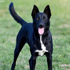 Ilta - Lapponian Herder