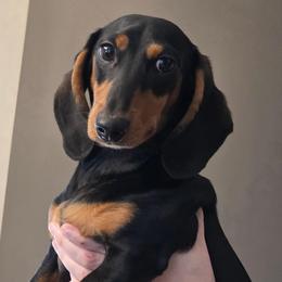 Bartholomew  Bart - Black and tan male Dachshund puppy in Polo, Missouri from Cool Runnin Dachshunds