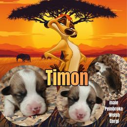 Timone - Sable male Pembroke Welsh Corgi puppy in Saint John, Washington from Fuzzbutt Farms LLC