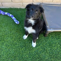 Fancy - Australian Shepherd puppy from Drayton Australian Shepherds