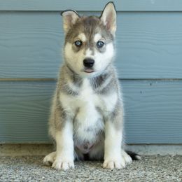 Silver - Gray and white male Siberian Husky puppy in Mc Cleary, Washington from Chelsea's Huskies