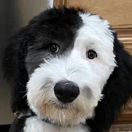Sheepadoodles from Ruby of Idaho