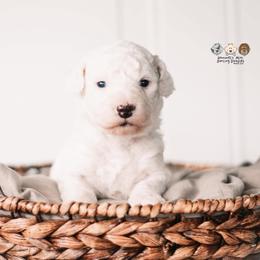 Bernedoodle and Goldendoodle Puppies from Hommel’s Mini Darling Doodles