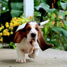 Meg - Black white and brown female Basset Hound puppy in Pollock, Missouri from Northstar