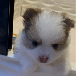 Girl 1 - Tri-colored female Pomeranian puppy in Maplefalls, Washington from Snow peak poms