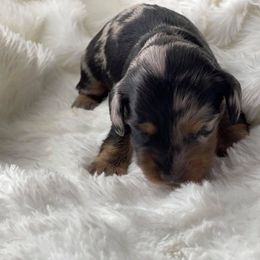 Dachshund Puppies from Hart Dachshunds