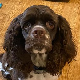 Louie - Cocker Spaniel