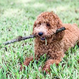Bernedoodle, Goldendoodle, and Poodle Puppies from Florida Pumpkadoodles