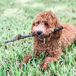 Bernedoodle, Goldendoodle, and Poodle Puppies from Florida Pumpkadoodles