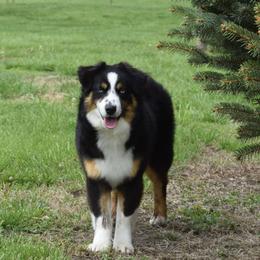 BABY - Australian Shepherd
