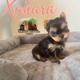Xahara - Black and gold female Yorkshire Terrier puppy in Baker, West Virginia from Majestic Mountain Yorkies