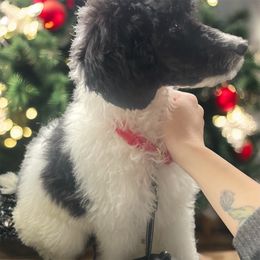 Reba - Parti female Poodle puppy in Washington, Pennsylvania from Patriotic Poodles