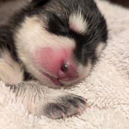 Plum - Black and silver female German Shepherd puppy in Perkasie, Pennsylvania from Twila Ruth Herot