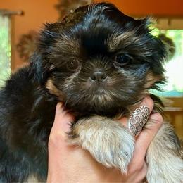 Marmalade - Black and tan female Shih Tzu puppy in Nekoosa, Wisconsin from Brox Acres House of Fur LLC
