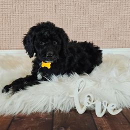 Nana - Black female Goldendoodle puppy in Guthrie, Oklahoma from Edmond Doodles, LLC