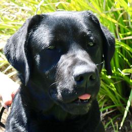 Charolette - Labrador Retriever
