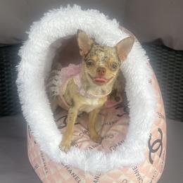 Lina - Chihuahua