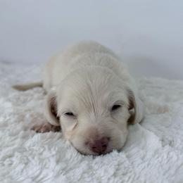 Elara - Cream female Dachshund puppy in Sonora, California from HEFFERNAN HOUNDS