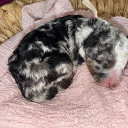 Pale Pink - Blue merle female Bernedoodle puppy in Curtice, Ohio from The Pink Doghouse