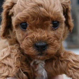 Cavapoo Puppies from Liberty Hill Texas Cavapoos