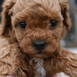 Cavapoo Puppies from Liberty Hill Texas Cavapoos