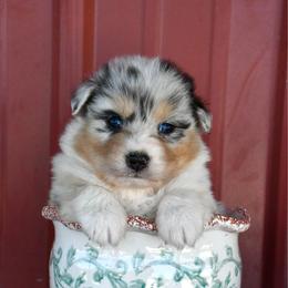 Bumble - Blue merle male Australian Shepherd puppy in Kirksville, Missouri from BellSharps Australian Shepherds