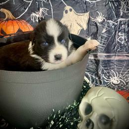 Chamomile - Black & white female Australian Shepherd puppy in Brookfield Township, Ohio from AussieLand Shepherds