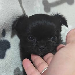 Boy 1 - Black Chihuahua puppy in Gray, Louisiana from Chi Chi's Place