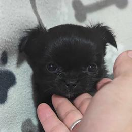 Boy 1 - Black Chihuahua puppy in Gray, Louisiana from Chi Chi's Place
