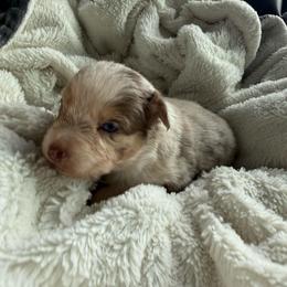Scarlett - Red merle female Australian Shepherd puppy in Ellensburg, Washington from Creekside Aussies