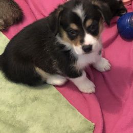 American Corgi and Pembroke Welsh Corgi Puppies from Red White & Bluie Corgi