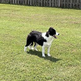 Tulip - Black Border Collie puppy in New Market, Alabama from Kensington Border Collies
