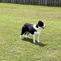 Tulip - Black Border Collie puppy in New Market, Alabama from Kensington Border Collies