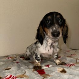 Neptune - Piebald male Dachshund puppy in Turlock, California from Vibrant Dachshunds