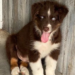 Australian Shepherd Puppies from Bruno Farms