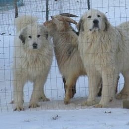 Great Pyrenees All Grown Up from Maple Way
