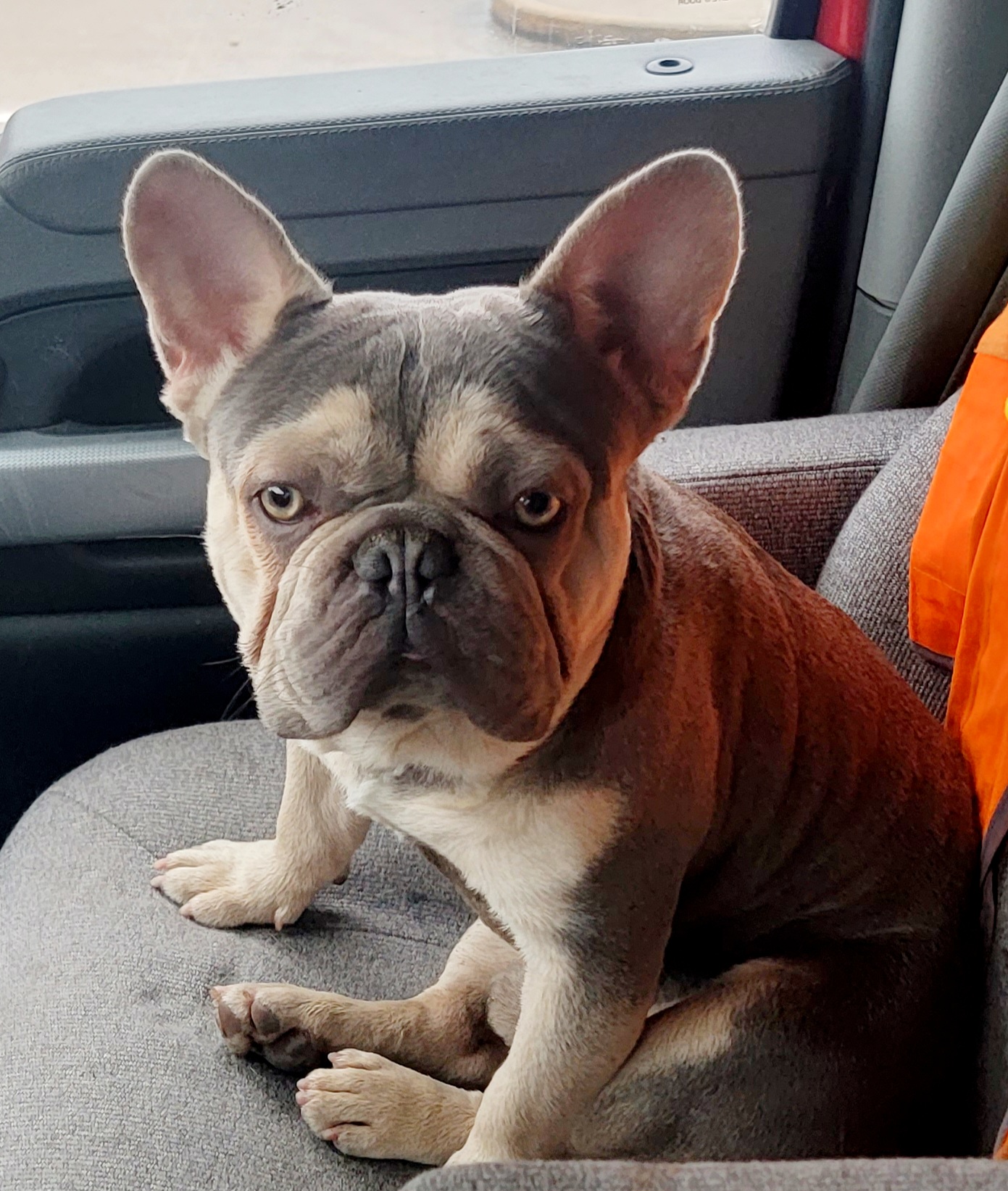 French Bulldogs from Bulldogs R Us