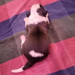 Samuel - Brown and white male Saint Bernard puppy in Lowpoint, Illinois from Minnie's Majestic Saints