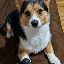 Pembroke Welsh Corgis from Heavenly Corgis